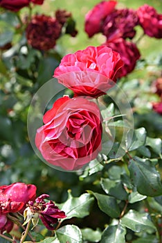 Dark pink garden rose is blooming