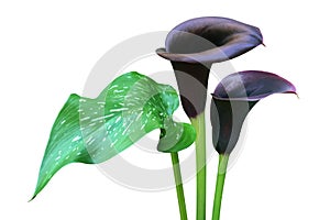 Blooming Dark Violet Calla Lily Flowers with Green Leaf Isolated on White Background photo