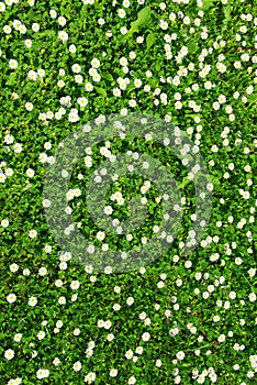 Blooming dasies background