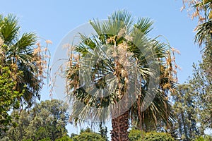 Blooming date palm tree close up. Flowering of the Trachycarpus palm