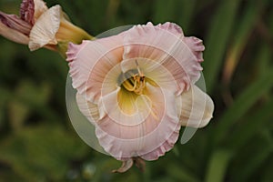 Blooming daylily flower
