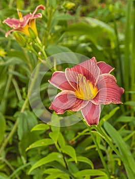 Blooming Daylily Little Missy   in   garden