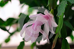 Blooming decembrist flower on a windowsill somewhere in Moscow