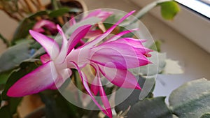 Blooming decembrist on windowsill