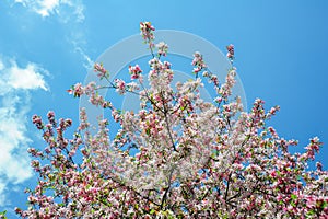 Blooming decorative cherry blossom Prunus divaricata