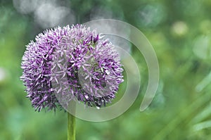 Blooming decorative onion after rain.