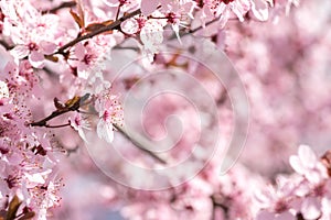 Blooming delicate pink flowers in early spring Blut-Pflaume.