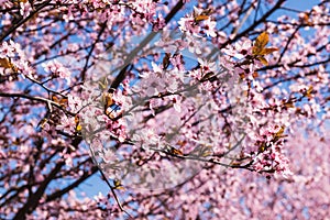 Blooming delicate pink flowers in early spring Blut-Pflaume.