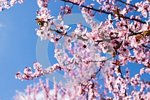 Blooming delicate pink flowers in early spring Blut-Pflaume.