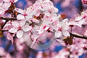 Blooming delicate pink flowers in early spring Blut-Pflaume.