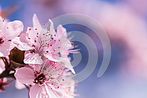 Blooming delicate pink flowers in early spring Blut-Pflaume.