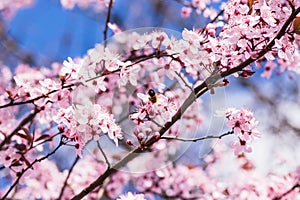 Blooming delicate pink flowers in early spring Blut-Pflaume.