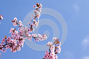 Blooming delicate pink flowers in early spring Blut-Pflaume. Prunus cerasifera \'Nigra\', Familie: Rosaceae.