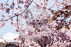 Blooming delicate pink flowers in early spring Blut-Pflaume. Prunus cerasifera \'Nigra\', Familie: Rosaceae.