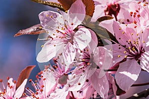 Blooming delicate pink flowers in early spring Blut-Pflaume. Prunus cerasifera \'Nigra\', Familie: Rosaceae.