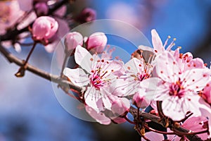 Blooming delicate pink flowers in early spring Blut-Pflaume. Prunus cerasifera \'Nigra\', Familie: Rosaceae.