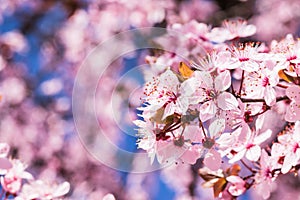 Blooming delicate pink flowers in early spring Blut-Pflaume. Prunus cerasifera \'Nigra\', Familie: Rosaceae.