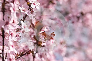 Blooming delicate pink flowers in early spring Blut-Pflaume. Prunus cerasifera \'Nigra\', Familie: Rosaceae. photo