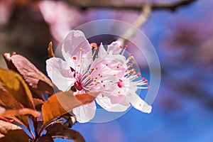 Blooming delicate pink flowers in early spring Blut-Pflaume. Prunus cerasifera \'Nigra\', Familie: Rosaceae. photo