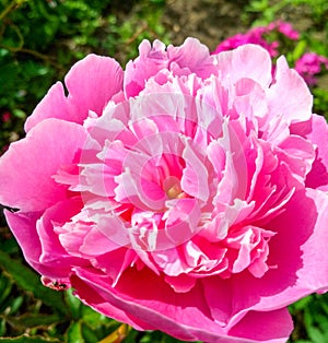 Blooming delicate pink peony flower macro view