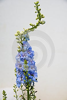 blooming delphinium flower - picture released