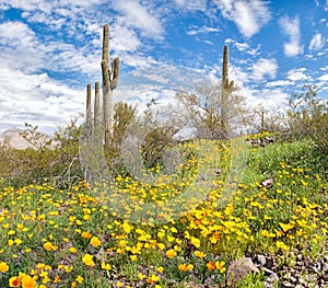 Blooming Desert photo