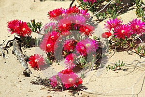 Blooming desert