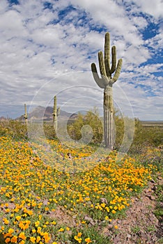 Blooming Desert photo