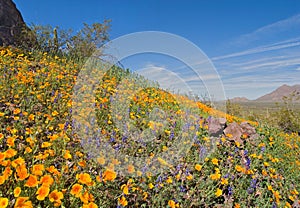 Blooming Desert