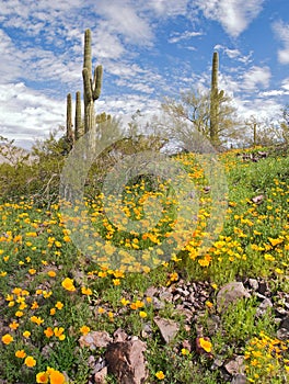 Blooming Desert photo