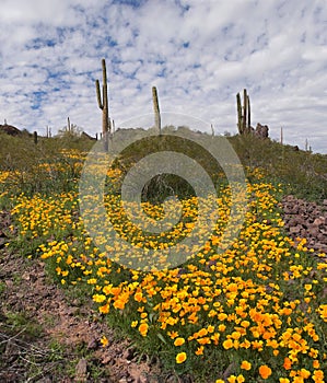 Blooming Desert photo