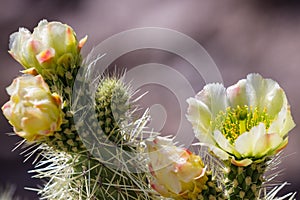 Blooming desert cactus