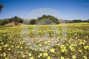 Floreciente desierto en 