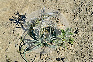 Blooming desert lily (Hesperocallis undulata) in Southern California