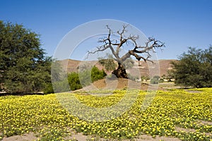 Blooming desert, Namibia, yellow wildflowers, orange dunes, dead tree