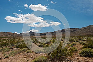 Blooming Desert near Valley of Fire State Park, Nevada