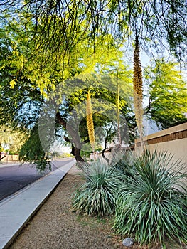 Blooming Desert Spoon or Dasylirion Wheeleri