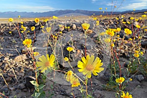 Blooming desert sunflowers (Geraea canescens), Death Valley National Park, USA