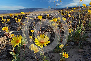 Blooming desert sunflowers (Geraea canescens), Death Valley National Park, USA