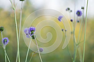 Blooming devil`s-bit scabious, Succisa pratensis