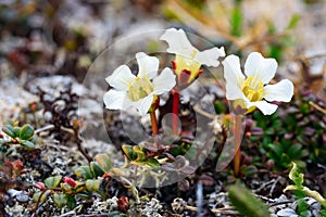 Blooming Diapensia obovata. Tundra plants.