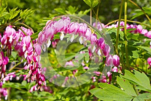 Blooming Dicentra Spectabilis of the Papaveraceae family. Popular name Bleeding Heart, Pink purple flowers in the shape of a heart