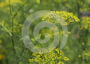 Blooming dill garden or smelly Lat. Anethum graveolen