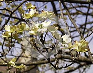 Blooming dogwood flowers in spring time