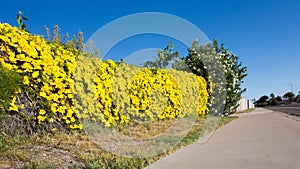 Blooming Dolichandra unguis-cati and Oleander in a Colorful Hedge, Phoenix, AZ photo