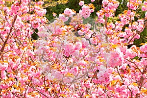 Blooming double cherry blossom