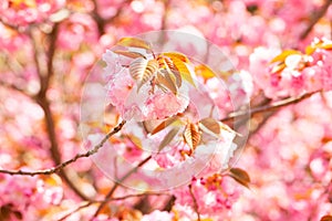 Blooming double cherry blossom