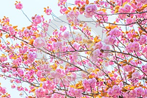 Blooming double cherry blossom and blue sky