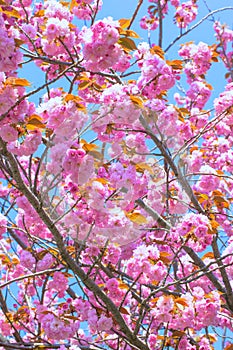 Blooming double cherry blossom and blue sky