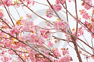 Blooming double cherry blossom and blue sky